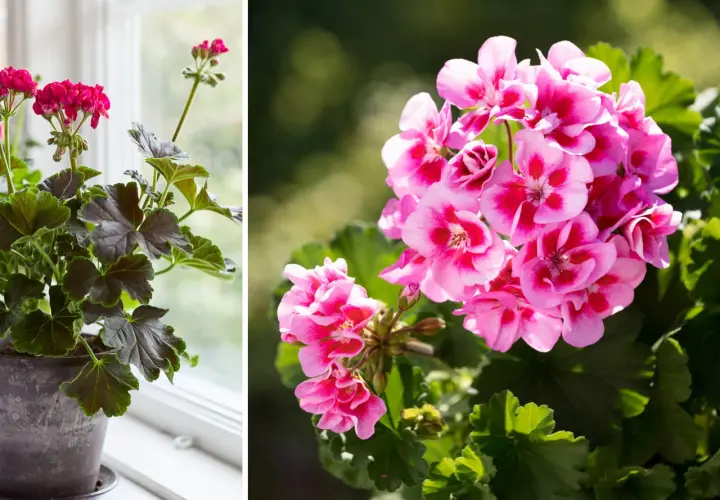 En kruka med mörka blad och rosa blommor står vid ett fönster. Bredvid syns en närbild på en klunga rosa pelargonblommor med mörkare inslag.