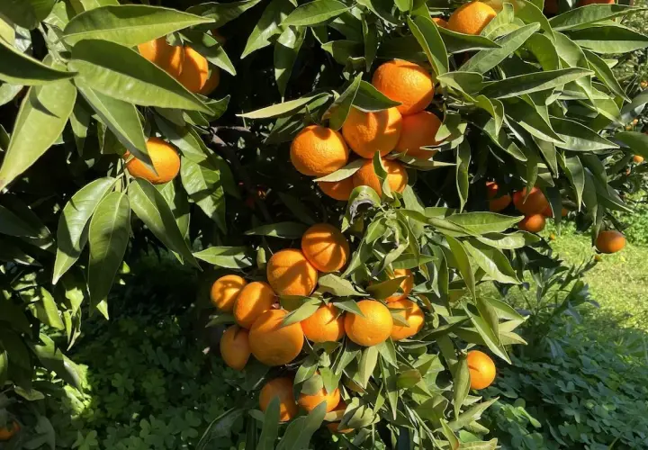 Agrumi carichi di frutti maturi su un albero, forse grazie al nitrato di calcio per ingrossamento agrumi.