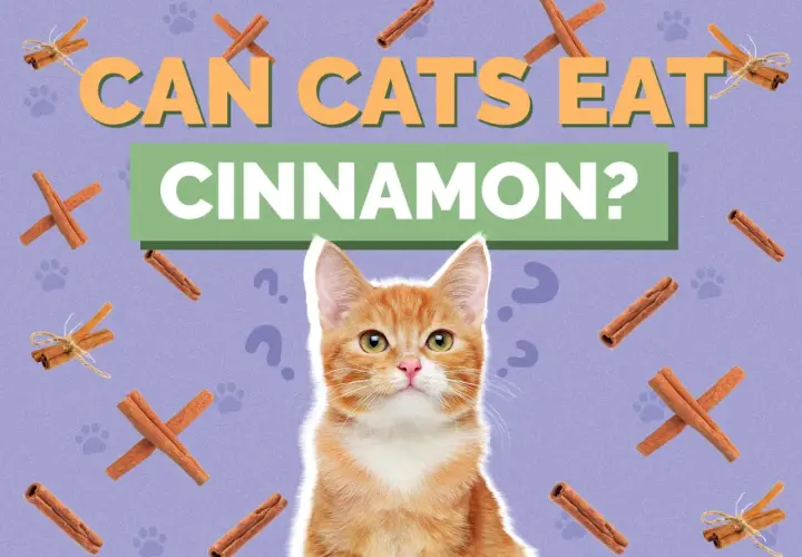 Curious ginger kitten looks up at text asking "Can cats eat cinnamon?". Cinnamon sticks and paw prints surround the question.