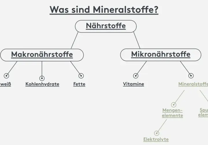 Übersicht: Nährstoffe sind Makro- (Eiweiß, Kohlenhydrate, Fette) und Mikronährstoffe. Mineralstoffe, wichtig für Körperfunktion, sind Mikronährstoffe, unterteilt in Mengenelemente und Spurenelemente.