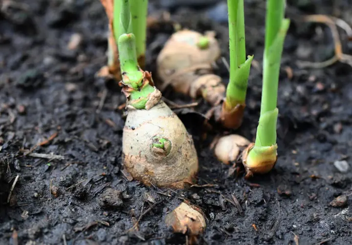 Junge Ingwerrispen sprießen aus der Erde. Ein Zeichen, dass das Anbauen von Ingwer im Garten erfolgreich ist.