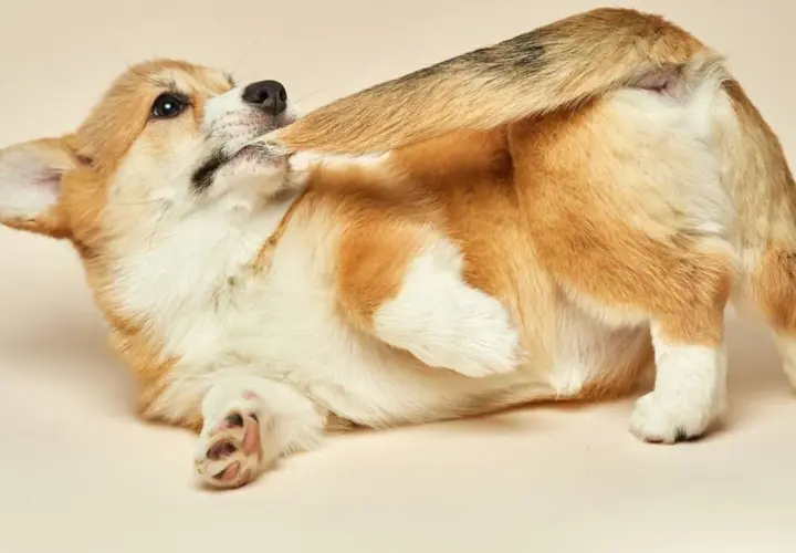 Cachorro corgi jugando, mordiéndose la cola y las patas. ¿Por qué mi perro se muerde la cola y las patas?