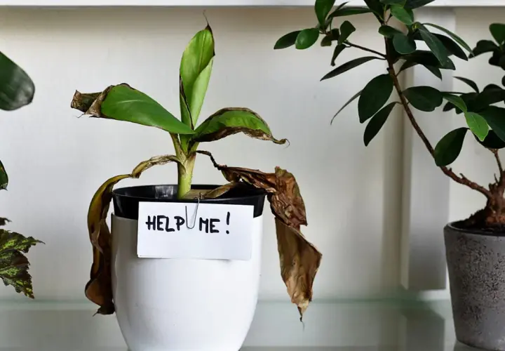 Smutna roślina z opadającymi, brązowymi liśćmi i napisem "HELP ME!". Podpowiada, jak uratować przelaną roślinę.