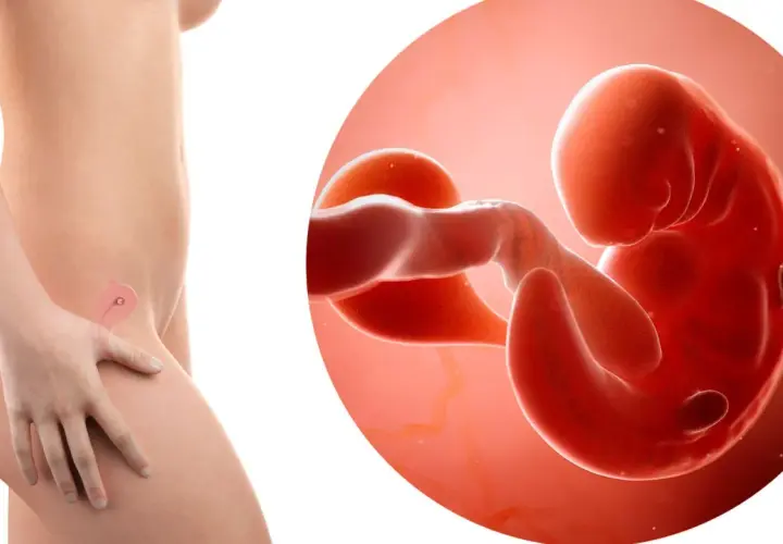 La pancia di una donna mostra un embrione di 6 settimane di gravidanza, con un ingrandimento che rivela i primi sviluppi.