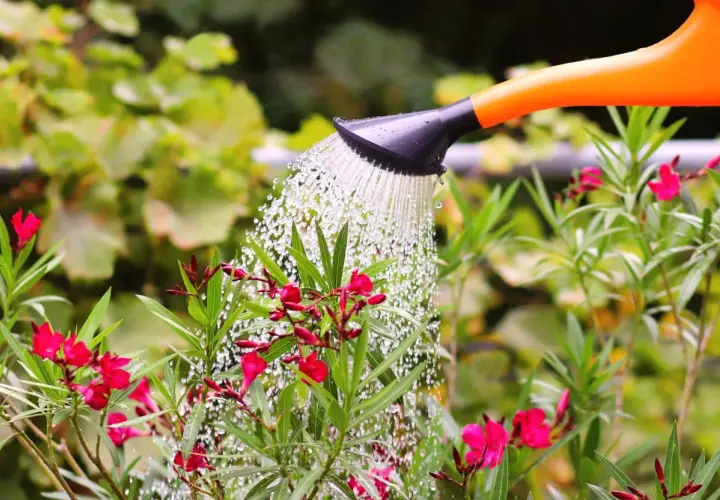 Arrosage d'un laurier rose en fleurs avec un arrosoir orange. L'eau tombe en pluie fine sur les feuilles vertes et les pétales roses.