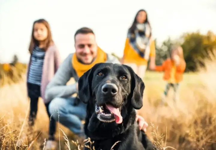 Familia feliz con su perro negro en un campo de hierba alta. Un perro perfecto para niños, juguetón y leal.