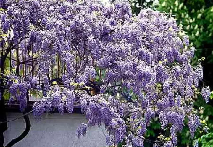 Obficie kwitnąca wisteria w odcieniach fioletu, tworząca kaskady kwiatów. To piękny widok, gdy wisteria kiedy kwitnie.