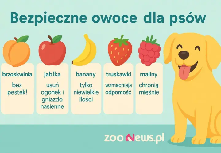 Czy pies może brzoskwinie? Tak, bez pestek! Obrazek pokazuje bezpieczne owoce dla psów: brzoskwinie, jabłka, banany, truskawki i maliny.