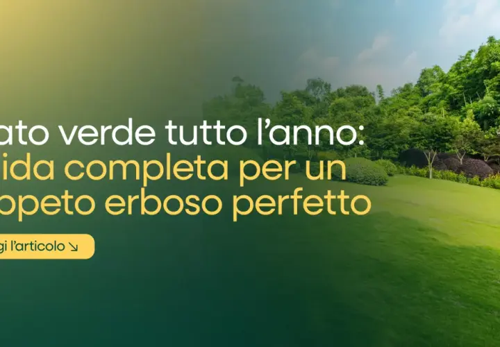 Prato verde tutto l'anno: guida completa per un tappeto erboso perfetto. Scopri i segreti della cura del prato per un giardino impeccabile.