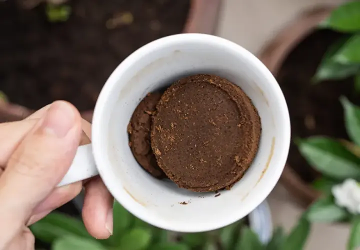Eine Tasse mit zwei Kaffeepuck-förmigen Kaffeesatz-Scheiben, bereit als Dünger für den Weihnachtsstern.