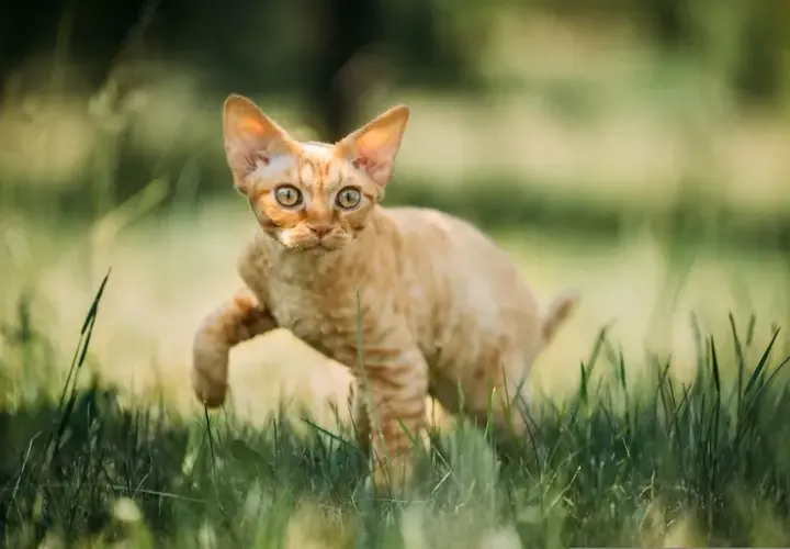 Devon Rex: Kot o psim sercu? Poznaj jego sekrety!