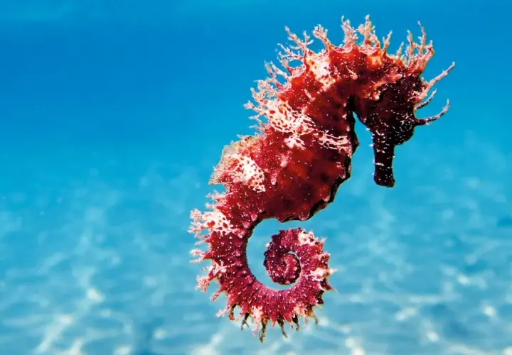 Un majestuoso caballito de mar real, de color rojizo y con su cola en espiral, nada en aguas azules y cristalinas.