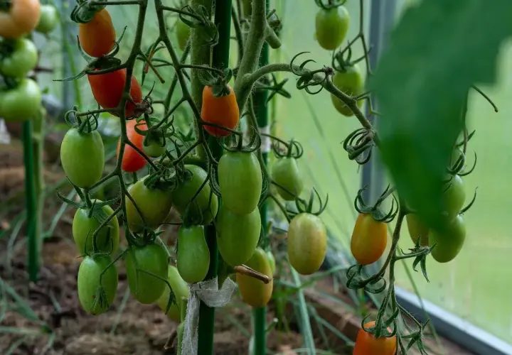 Pomodori verdi e rossi su un ramo. Alcuni presentano macchie scure, sintomo di marciume apicale peperone.