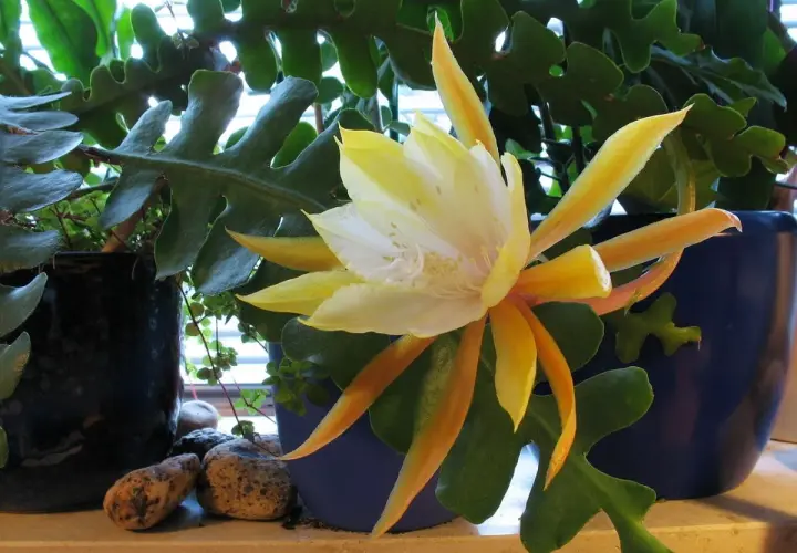 Piękny, żółto-biały kwiat epiphyllum rozkwita wśród zielonych, ząbkowanych liści.