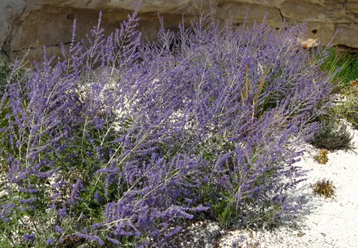 Un buisson de lavande d'Afghanistan aux fleurs violettes, connu pour ses propriétés aromatiques et médicinales, pousse près d'un mur de pierre.