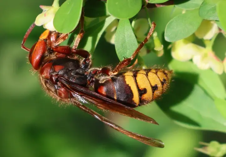 Hornissen fressen Insekten und Larven. Hier hängt eine Hornisse an einem Zweig mit grünen Blättern und kleinen gelben Blüten.