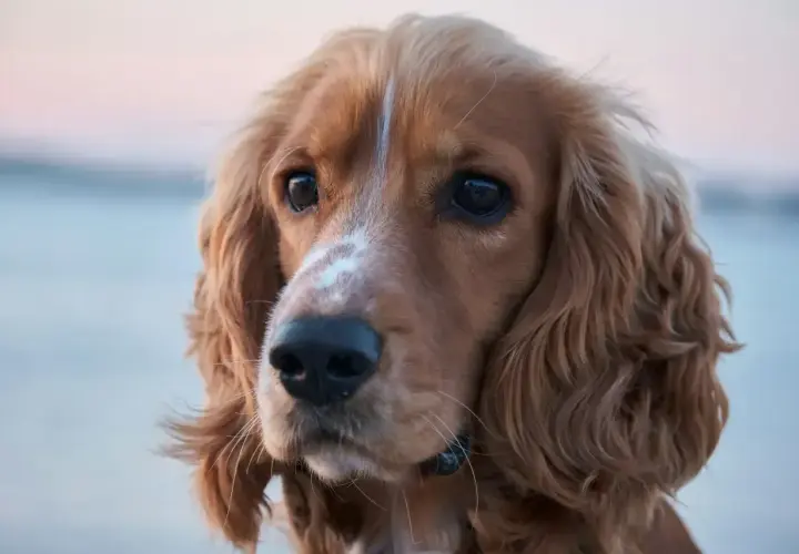 Uroczy cocker spaniel amerykański z błyszczącymi oczami i falującą sierścią.