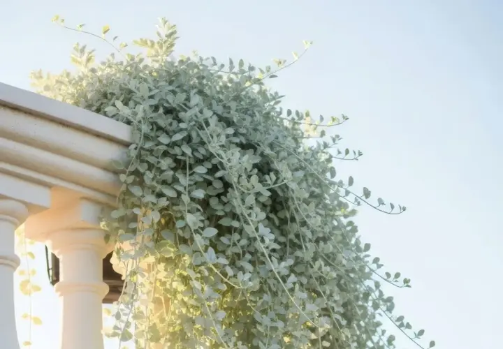 Dichondra srebrzysta, zwana też "srebrnym wodospadem", pięknie oplata balustradę, tworząc kaskadę liści. Idealne stanowisko dla tej rośliny to miejsce z dobrym dostępem do światła.