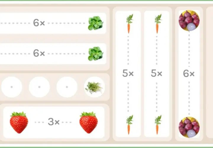 Schema für Fruchtfolge nach Zwiebeln: Salat, Karotten, Erdbeeren, Knoblauch und Ringelblumen.