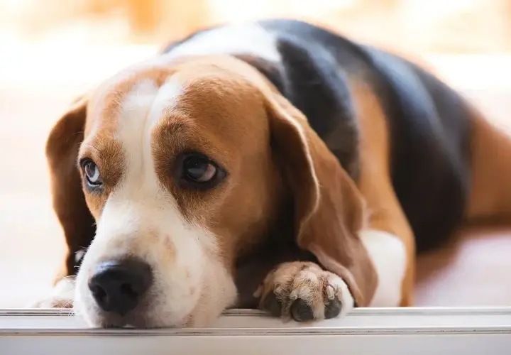Smutny beagle z opuszczonym łbem, być może cierpi na zapalenie trzustki u psa.