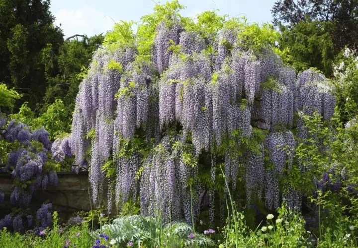 Obficie kwitnąca wisteria w kolorze fioletowym, tworząca kaskady kwiatów. To piękny widok, kiedy wisteria kwitnie wiosną.