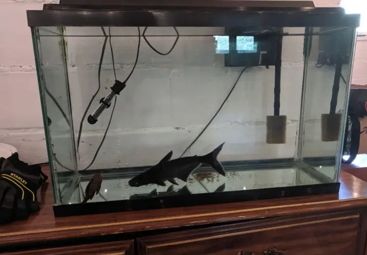 En stor, svart haj simmar i ett akvarium med en mindre prickig fisk.