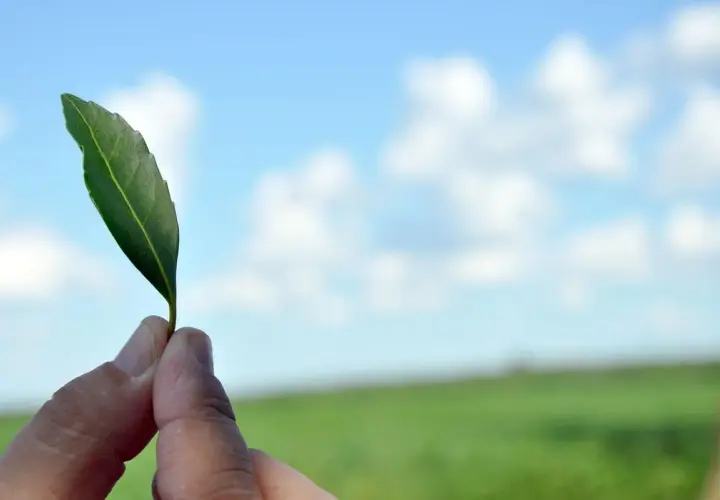 Zielony listek, symbol tego, skąd pochodzi yerba mate – Ameryka Południowa.