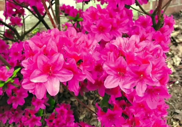 Kwitnące krzewy rododendronów odmiany o intensywnie różowych kwiatach.