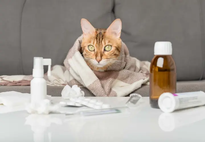 Gato con manta, rodeado de medicinas. Su mirada refleja la preocupación por la esperanza de vida de gato con edema pulmonar.