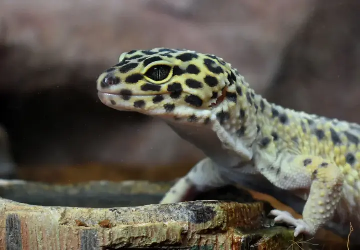 Leopardo gecko con manchas negras y amarillas, cerca de un cuenco. Estos reptiles son insectívoros, así que esto es lo que comen los geckos.