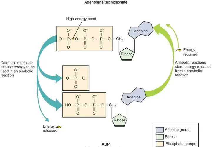 Cykl ATP/ADP: ATP (adenozynotrifosforan) uwalnia energię, stając się ADP (adenozynodifosforan). Reakcje anaboliczne zużywają energię do przekształcenia ADP z powrotem w ATP.