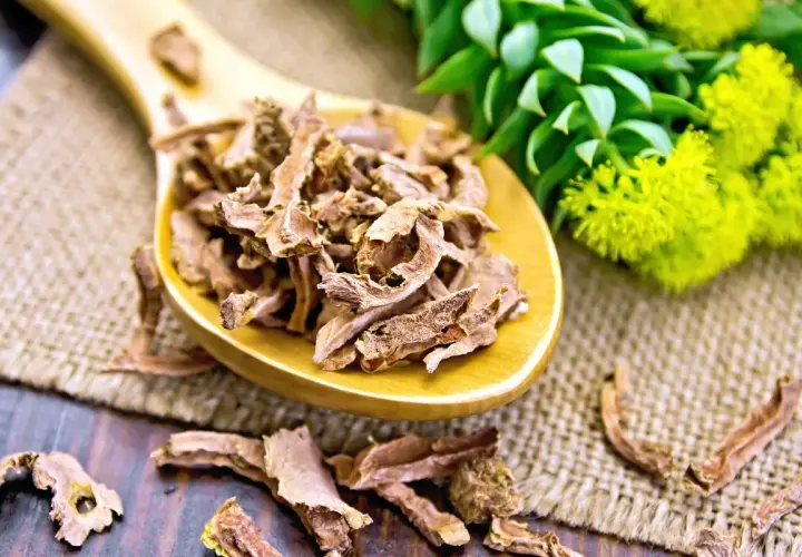 Radice di Rhodiola Rosea essiccata su un cucchiaio di legno. Informarsi sulle controindicazioni prima dell'uso.