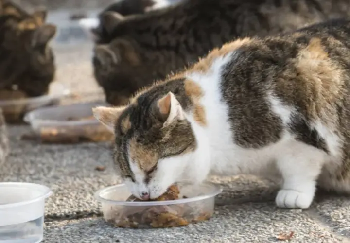 Gatos callejeros comiendo en recipientes. Se ve un gato tricolor comiendo con avidez, mientras otros gatos se alimentan al fondo.