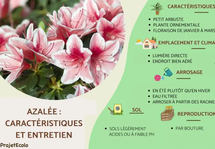 Gros plan sur des azalées roses et blanches, parfaites pour un sol de terre de bruyère. Guide d'entretien et caractéristiques.