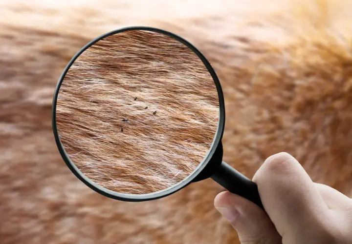 Ingrandimento della pelliccia di un cane rivela insetti piccolissimi neri che si muovono tra i peli.