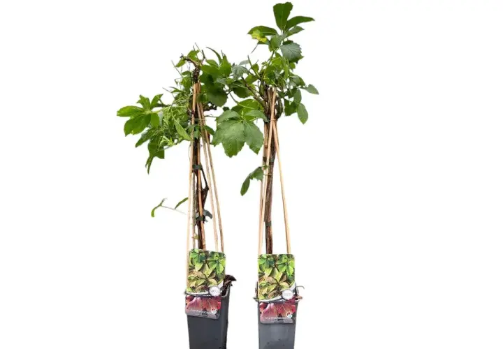 Dos plantas de parra virgen en maceta, con tutores de bambú y etiquetas que muestran sus hojas verdes y rojizas.