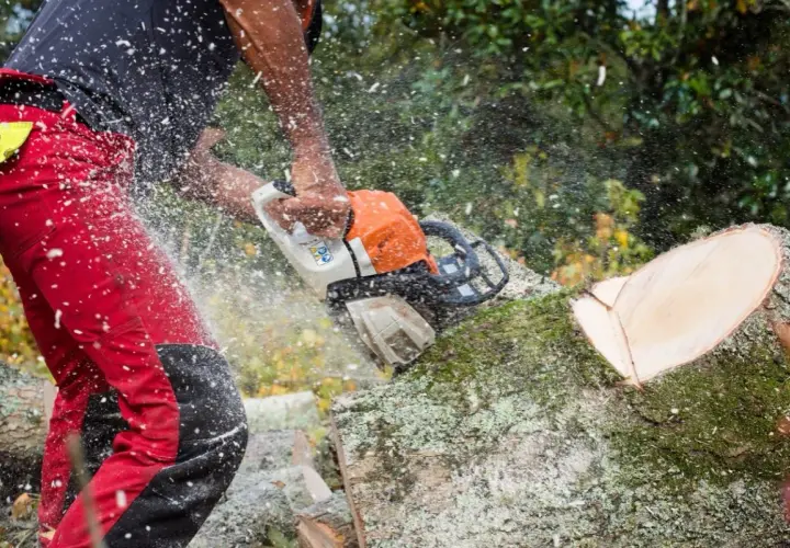 Mann in roter Hose sägt mit Kettensäge Baumstamm. Informieren Sie sich über Baum entfernen Kosten.