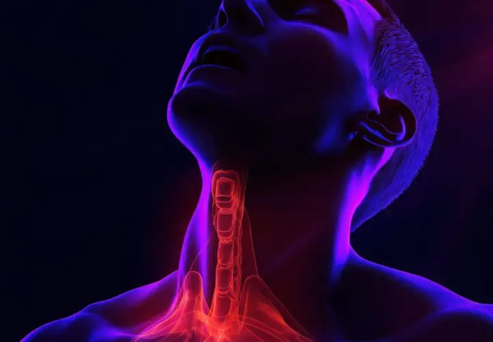 Anatomical visualization of the larynx, highlighting the trachea and vocal cords. Czy polip krtani to rak?