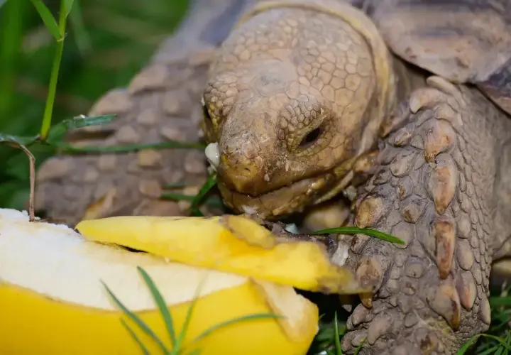 Żółw zajada się bananem. Widać, co jedzą żółwie, gdy mają dostęp do owoców.