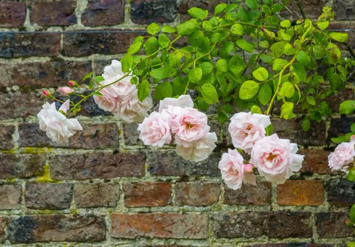 Rosa 'New Dawn' klättrar mot en gammal tegelvägg. Dessa tåliga rosor zon 5 blommar rikligt med ljust rosa blommor.