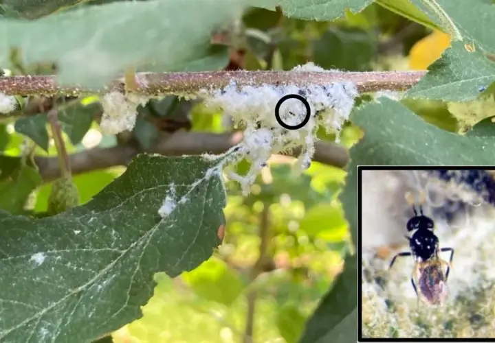 Un ramo d'albero coperto da lanugine bianca, tipica dell'afide lanigero. Un insetto parassitoide, nemico naturale dell'afide lanigero, è evidenziato in un riquadro.