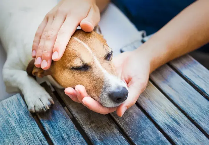 Sanfte Hände streicheln einen Hund, der nach einem Schlaganfall Ruhe braucht.