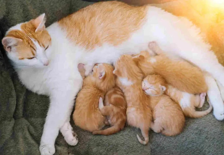 Chatte blanche et rousse, mère attentive, allaite ses chatons. Ce comportement maternel est typique d'une chatte enceinte et nourricière.