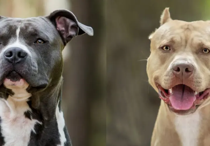 Dwa psy rasy pitbull, jeden szary z białymi znaczeniami, drugi beżowy, patrzą w obiektyw.