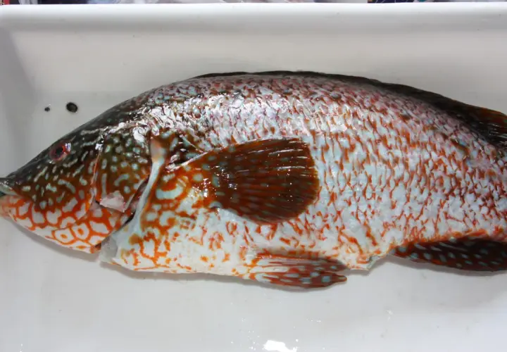 Un pinto pez con escamas iridiscentes y manchas naranjas y azules descansa en una bandeja blanca.