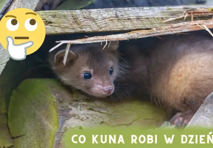 Zastanawiasz się, co kuna robi w dzień? Ten mały drapieżnik ukrywa się w swojej norce, odpoczywając przed nocnymi łowami.