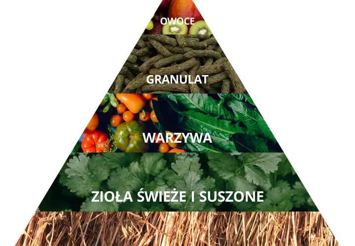 Co może jeść królik miniaturka? Kompletny poradnik żywienia