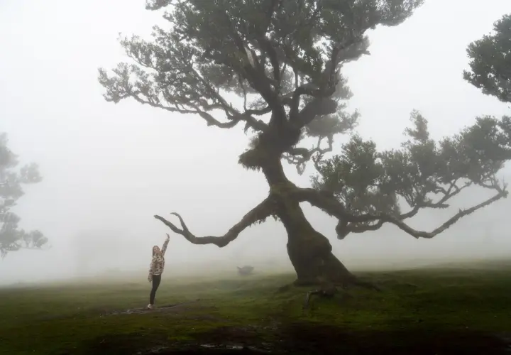 A woman reaches up to a gnarled, moss-covered tree in the misty Fanal forest.