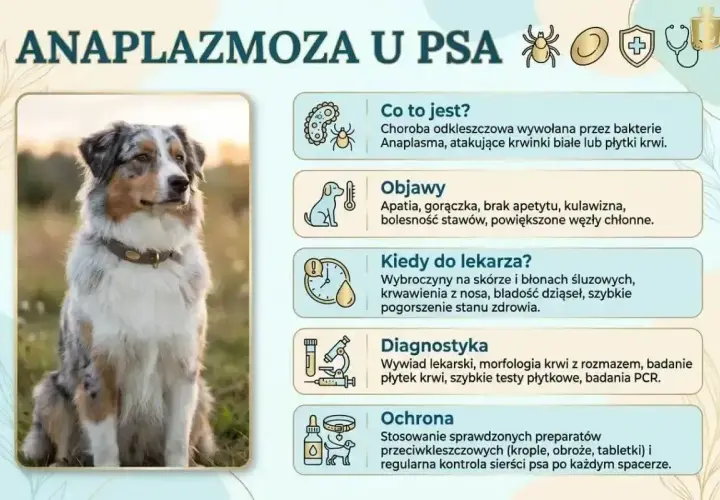 Pies z anaplazmozą: objawy, diagnostyka i ochrona przed chorobami odkleszczowymi.