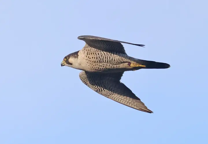 En pilgrimsfalk i Sverige svävar majestätiskt mot en klarblå himmel, dess vingar utbredda i en imponerande flykt.
